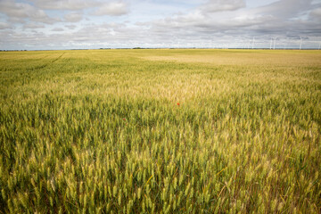 landscape of agricultural fields of wheat - next to Peñaflor de Hornija, Valladolid, Castile and Leon, Spain