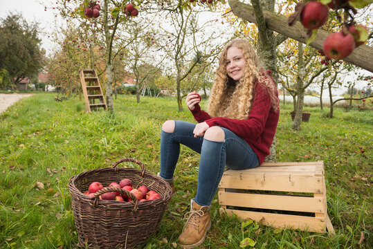 Teenage girl sitting on a crate under an apple tree in an apple orchard farm, Bavaria, Germany
