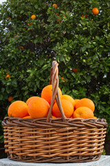 orange oranges in basket tree citrus fruit trees orchard fruits picking farming harvest growing farm food foods eating nutrition plant delicious sweet healthy