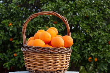 orange oranges in basket tree citrus fruit trees orchard fruits picking farming harvest growing...