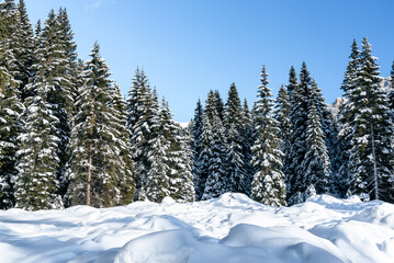 Fototapeta na wymiar Snow covered dense pine forest in the Alps on a clear winter day. Natural background.