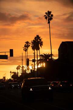Sunset in the city, with palm trees and car carrying people returning home from work, taken in Venice Beach, Los Angeles, CA, US.
