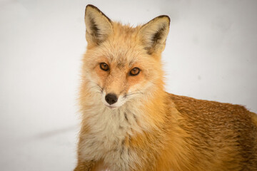 Close-up portrait of fox in snow