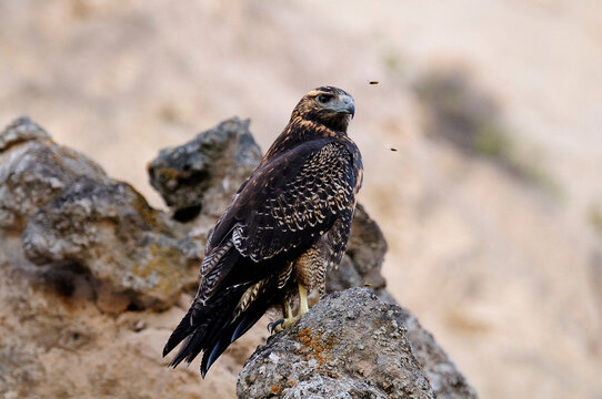 A Black Chested Buzzard Eagle in Patagonia Argentina