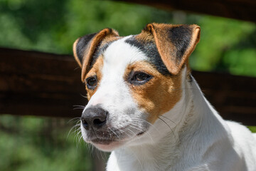 jack russell terrier portret psa © Paweł Kacperek