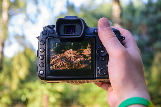Aparat fotograficzny w trybie podglądu na żywo sfotografowany podczas robienia zdjęcia stosu drewna opałowego 