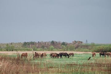Fototapeta na wymiar The horses are running in the field.