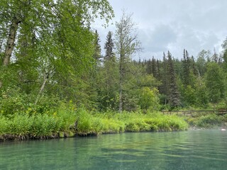 Lagoon in the Forest
