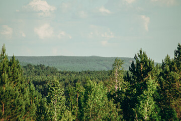 Naklejka premium Forest green massif. View of the distant hills.