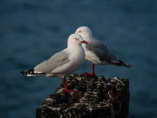 White and gray colored red billed gull tarapunga birds sitting on wooden beam log in Aramoana Dunedin Otago New Zealand