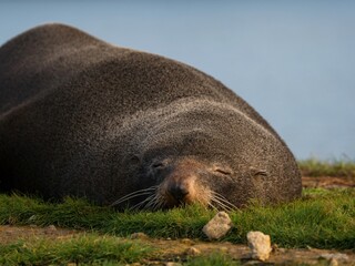 Fototapeta premium Close up portrait of a lazy dozing snoozing fur seal sleeping on green grass coast of Aramoana Dunedin Otago New Zealand