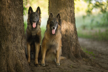  two happy tervueren belgian shepherd dogs sitting under a tree in the shade in the summer