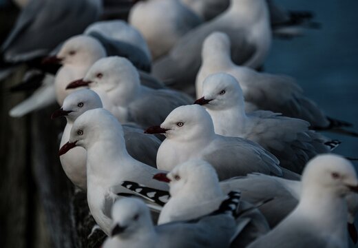 White and gray colored red billed gull tarapunga birds sitting on wooden beam log in Aramoana Dunedin Otago New Zealand