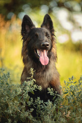  tervueren belgian shepherd dog sitting among flowers and tall grass in the summer at sunset