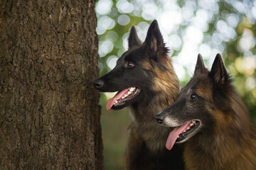  two happy tervueren belgian shepherd dogs sitting under a tree in the shade in the summer close-up portrait