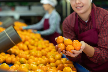 Sorting line female worker at agricultural processing factory holding heap of ripe mandarin oranges, cropped shot