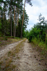 Fototapeta na wymiar Leśna ścieżka prowadząca w głąb lasu 