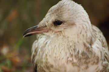 close up of a vulture