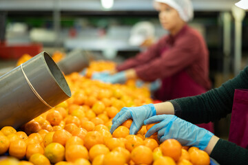 Sorting line worker at agricultural processing factory checking ripe mandarin oranges, cropped shot