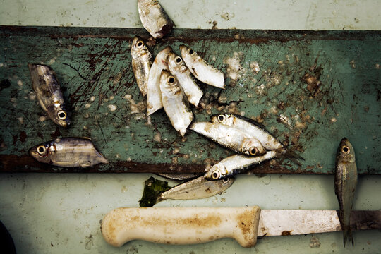 baitfish on cuting board