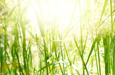 Green abstract  background with bokeh.