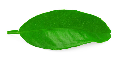 citrus leaf isolated on white background. clipping path