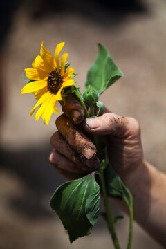 A sunflower to be planted in front of the coal-fired Valmont Power Plant in Boulder, Colorado to protest its continued operation.