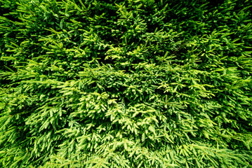 Douglas Fir Bush