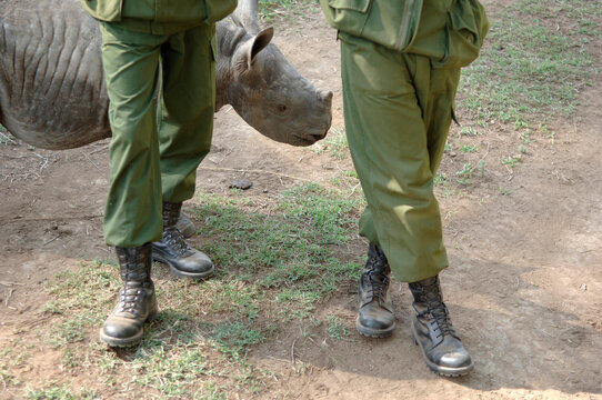 rhino orphan