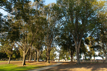 Trees, Paths, Parks and Recreation