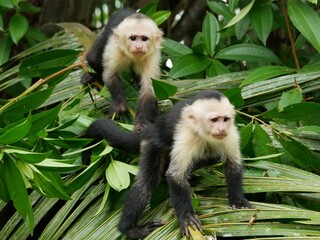 Monkey Sitting in Tree Costa Rica