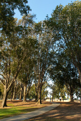 Trees, Paths, Parks and Recreation