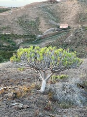 Kleinia neriifolia Haw