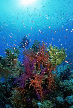 Female scuba diver and plentiful marine life, Red Sea