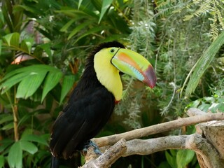 Tropical Tucan in Jungle