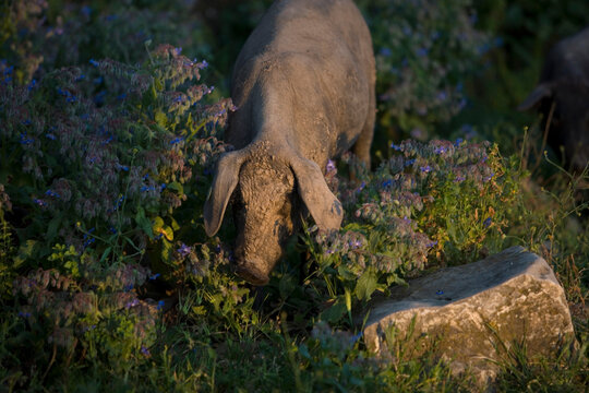 An Iberian pig, the source of Iberico ham known as pata negra.