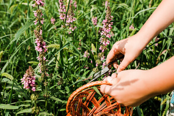 Lythrum salicaria, purple loosestrife, spiked loosestrife, purple Lythrum herb is collected by hand healers, and local witches, who make a ritual out of it for girls who want to bewitch guy