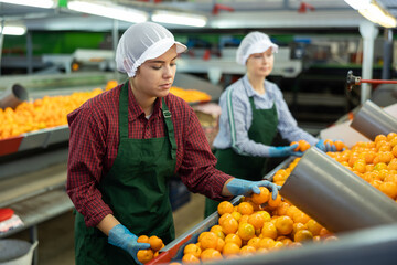 Professional young female worker of fruit processing factory checking fresh ripe tangerines on conveyor belt of sorting production line