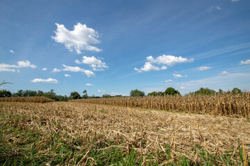Corn plantation, in the harvest stage with blue sky. Countryside of Sao Paulo state, Brazil