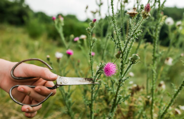 Carduus acanthoides, spiny plumeless thistle, welted thistle, or plumeless thistle a hand with vintage scissors pruning a flower in the summer in a meadow. Collection of medicinal herbs 