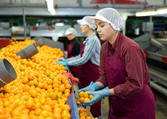Focused young female sorter working on citrus sorting line in agricultural produce processing...