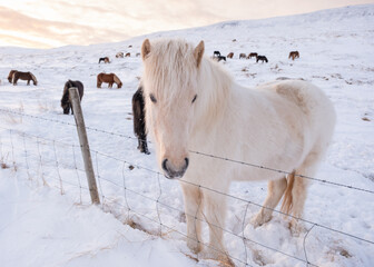Icelandic Horses In Winter, Rural Animals in Snow Covered Meadow. Iceland. 