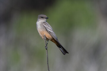 Says Phoebe has perfect balance while clinging to the top of a tree branch while keeping an alert eye watching
