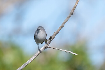 Bluegray gnatcatcher bird maintains firm grip on tree branch perch while remaining alert