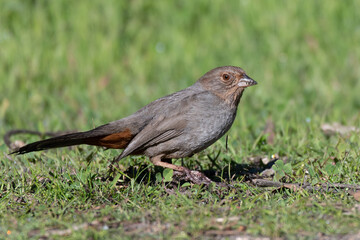 California Towhee has dirt stuck to beak while foraging along the estuary ground for food to eat