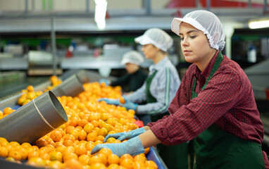 Professional young female worker of fruit processing factory checking fresh ripe tangerines on conveyor belt of sorting production line © JackF