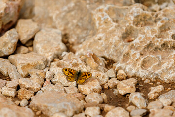 butterfly wall sits on the ground and sunbathes