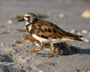 Shore Birds