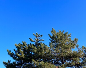 Pine trees and sky background 