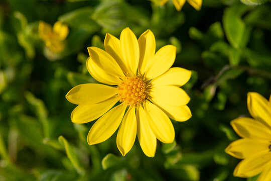 Close up of a mountain arnica (arnica montana) flower in bloom